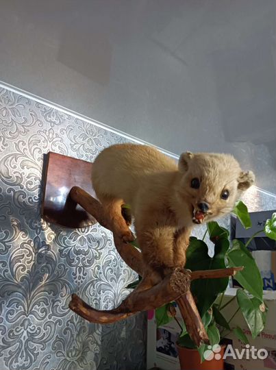 Чучело куницы