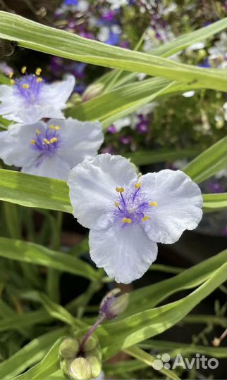 Традесканция садовая