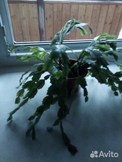 Декабрист шлюмбергера