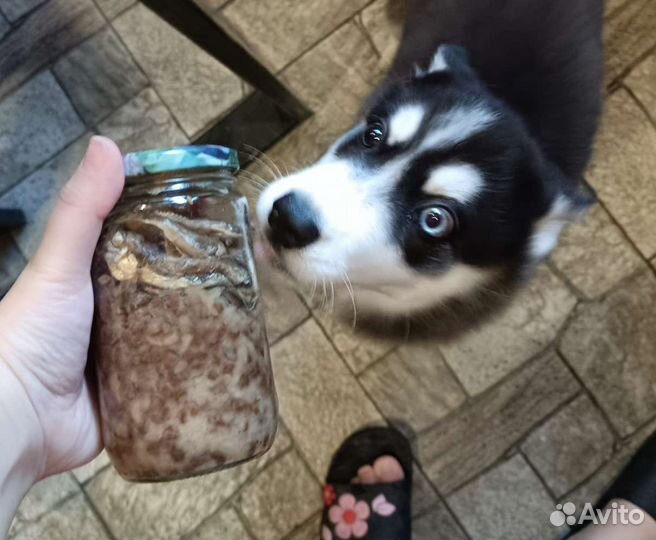 Консервы для собак