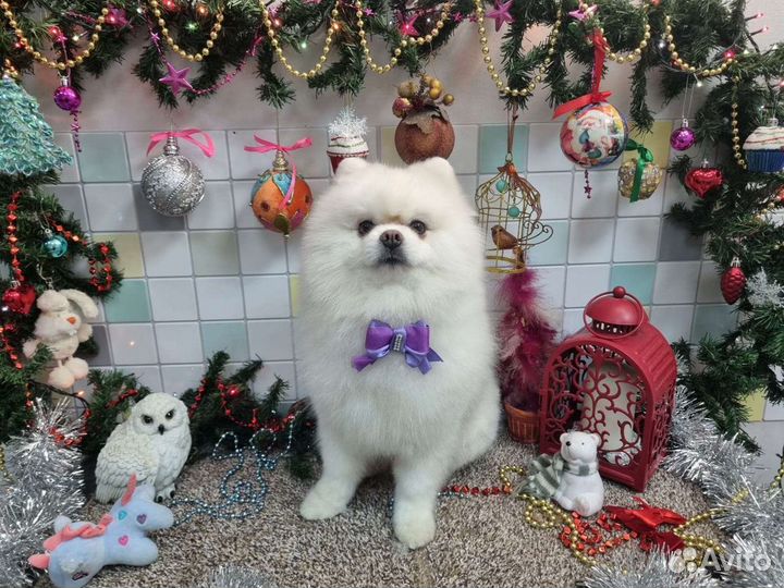 Немецкий шпиц вязка (не продажа)
