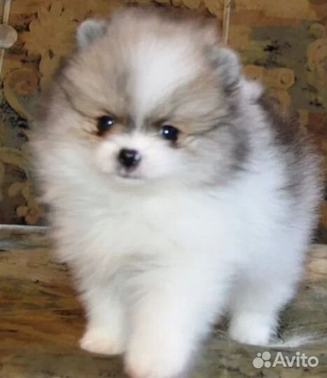 Шикарные малыши