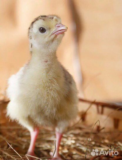 Продам суточных индюшат