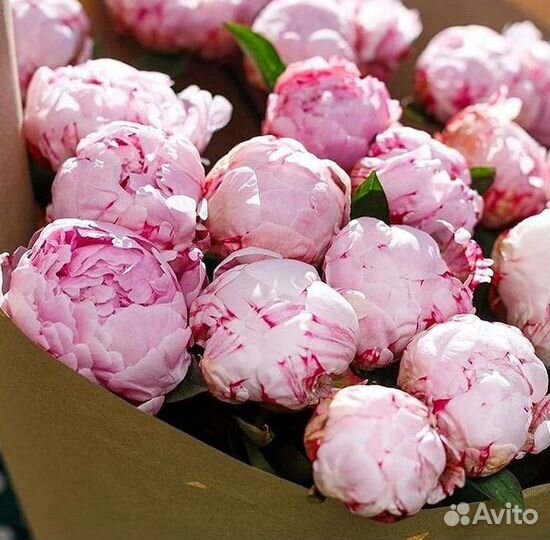 Пионы Букет пионов
