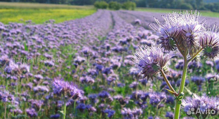 Семена фацелии оптом и в розницу