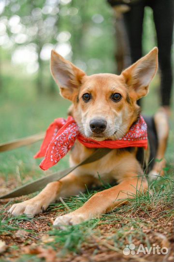 Ушастик Клёпа - милейший щенок