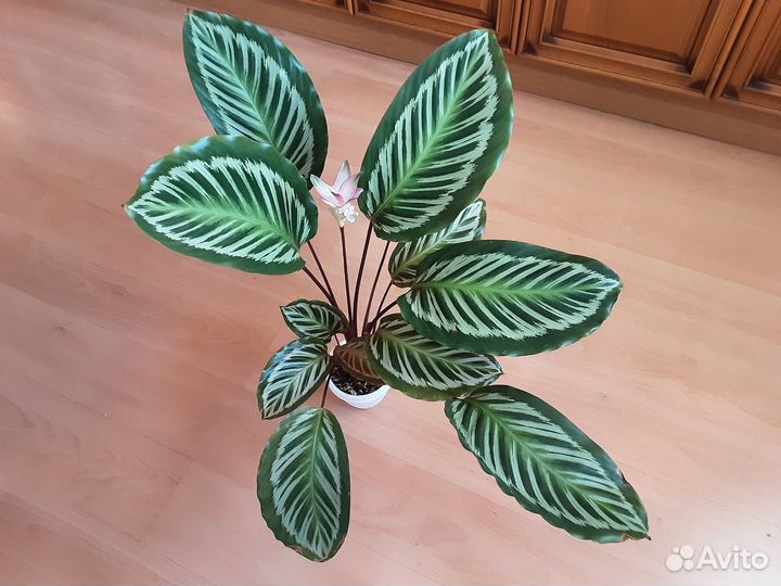 Калатея Павлин