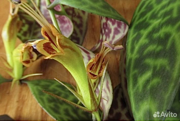 Комнатные растения