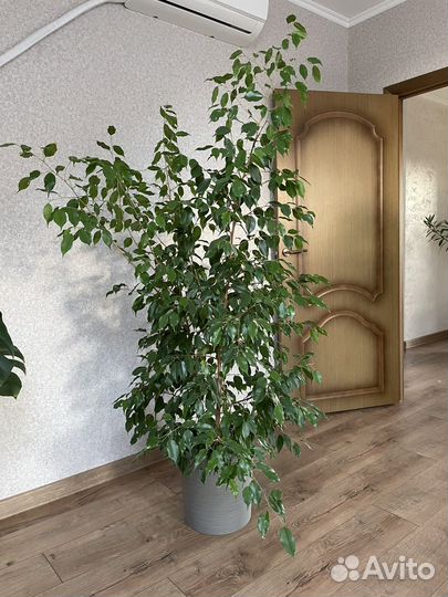 Фикус Бенджамина 1,9 м
