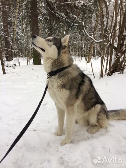 Сибирская хаски