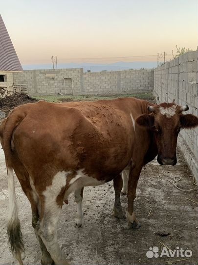 Корова теленок