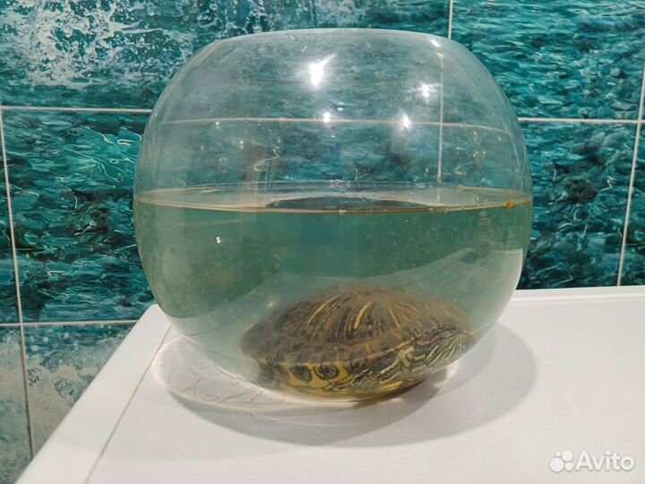 Красноухая черепаха