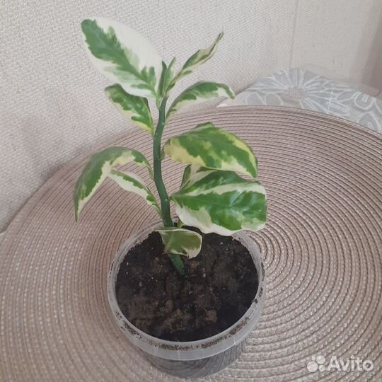 Педилантус