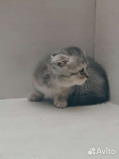 Манчкин кошечка стандарт