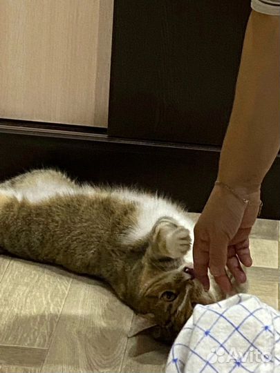 Отдам кошку в хорошие руки