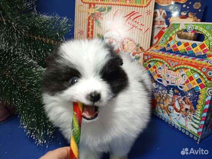 Щенки Шпица мини мишка