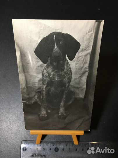 Собака большие черные уши фото СССР