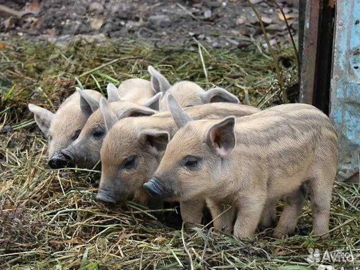 Поросята гибриды Венгерская мангалица Кабан