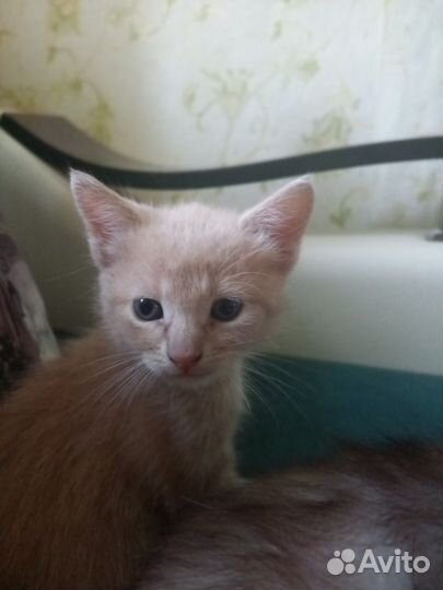 Котята в добрые руки бесплатно