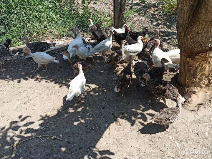 Индюки индюшата домашние