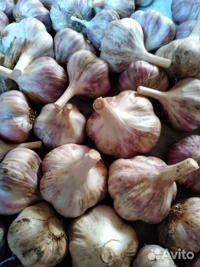 Зелёный укроп,огурцы свежие, баклажаны