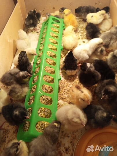 Цыплята, курочки, петушки