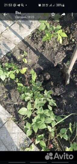 Саженцы ежевики