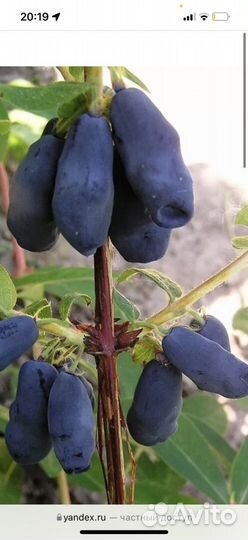 Жимолость саженцы