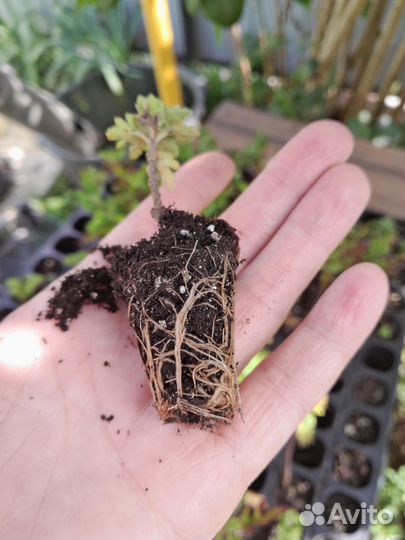 Хризантема мультифлора