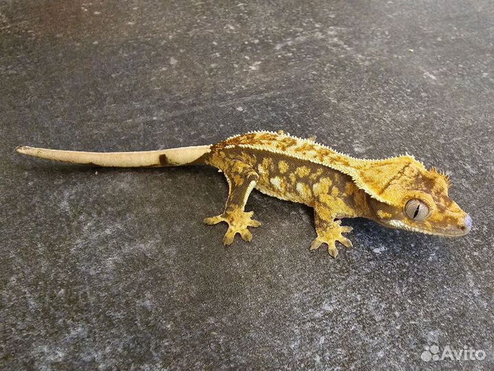 Лучшая первая ящерица