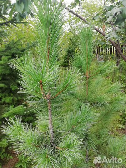 Кедр сибирский саженцы в Черногорске