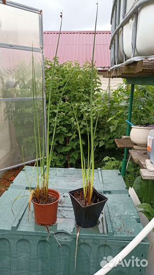 Ситник, растения в прудик