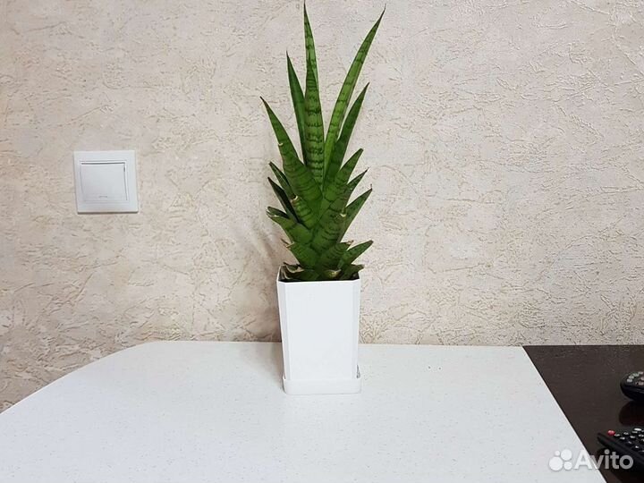 Сансеверия габриэлла