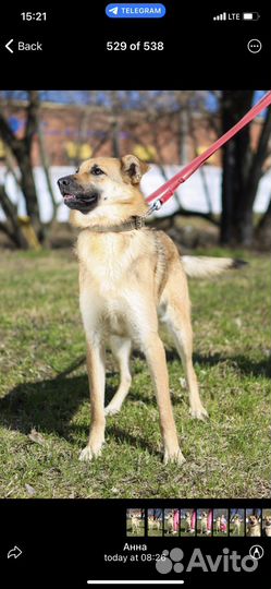 Отдам в добрые руки