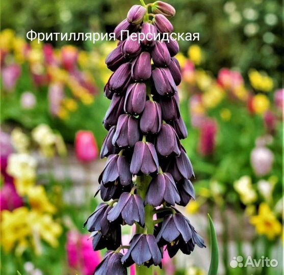 Рябчики Мелиагрес Миксед, Персия, аллиумы, ирисы