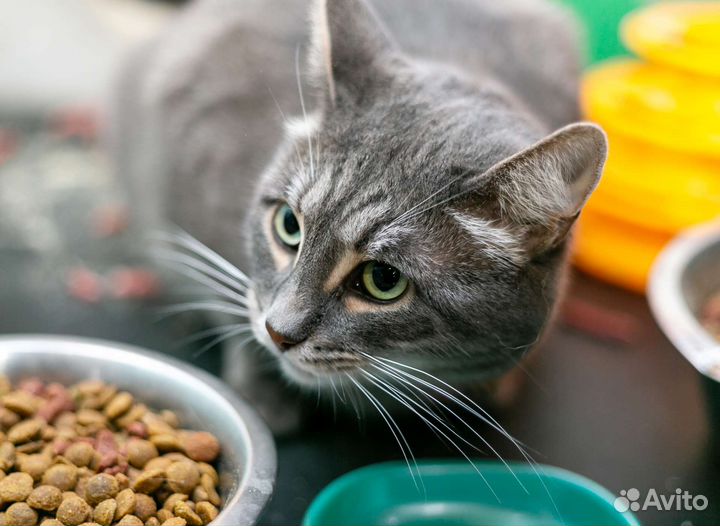 Шикарные крупные кошки