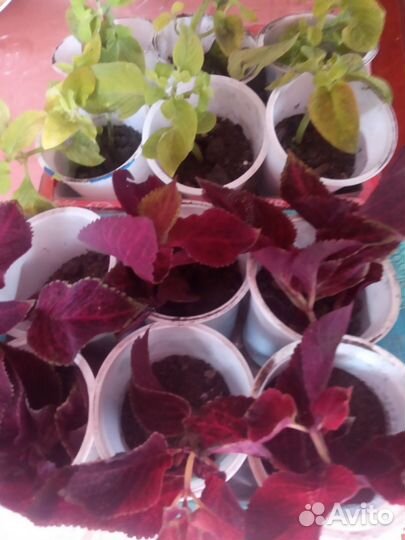 Цветы домашние