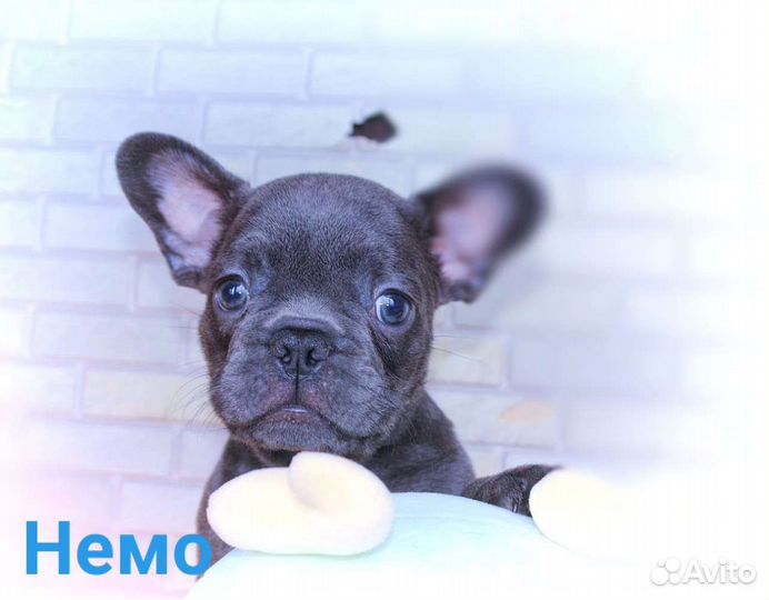 Французский бульдог щенки