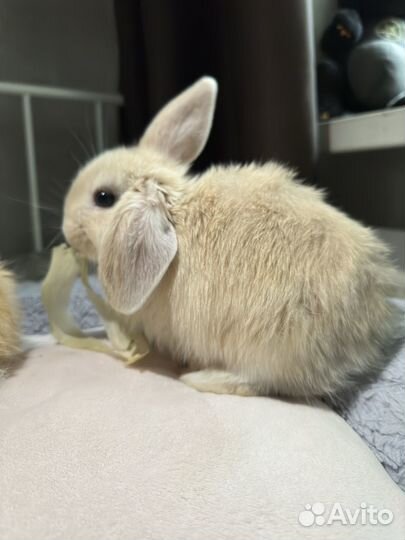 Кролики минилоп карликовый баран