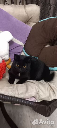 Красавчик котик,мальчик, 1 год