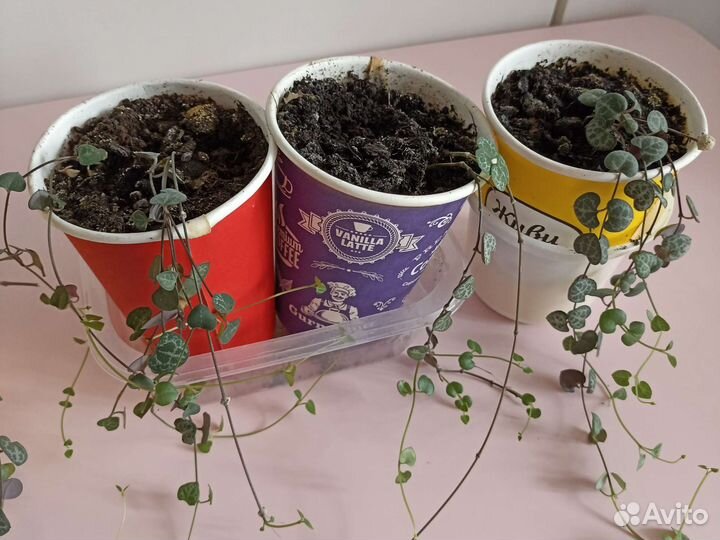 Церопегия Вуда саженцы кустики