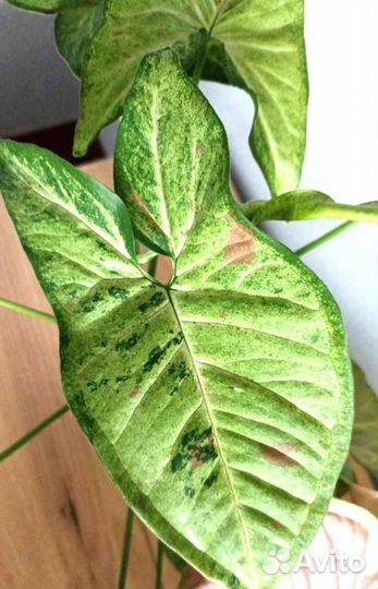 Сингониумы Разные Комнатные Растения цветы