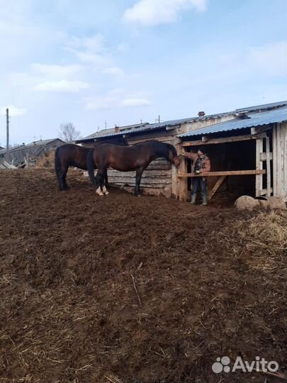 Продам жеребца