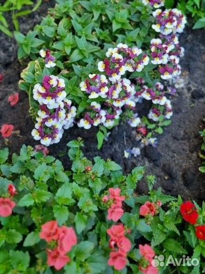 Лобелия вегетативная,аллисум и др