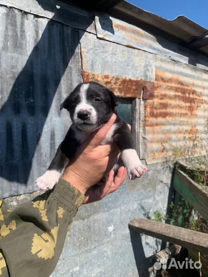 Отдам щенят