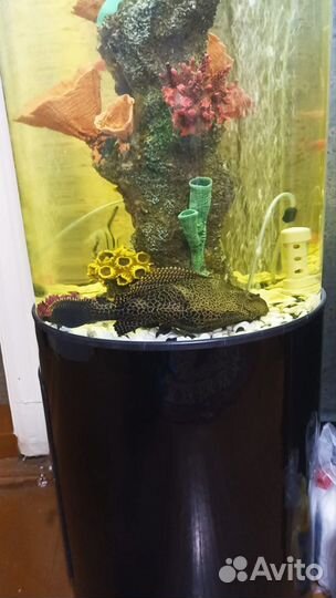 Рыба птеригоплихт (парчовый сом)