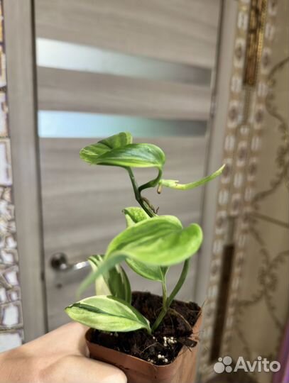 Сциндапсус мунлайт альбо вар