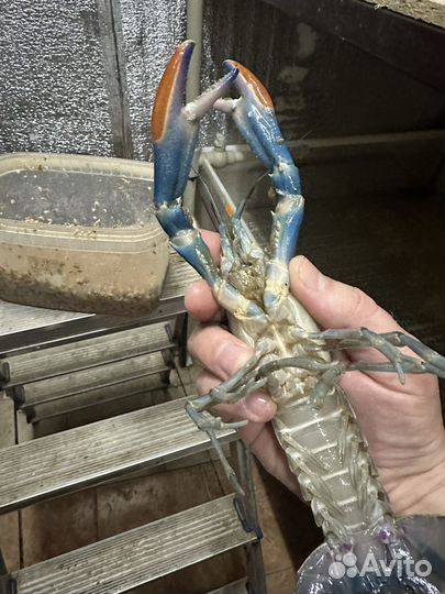 Рак живой Австралийский