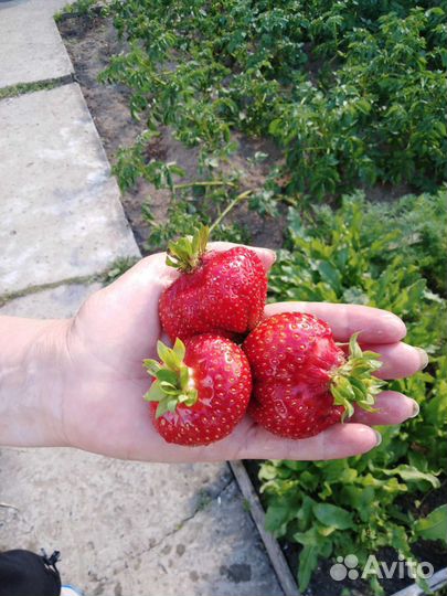 Саженцы малины ежевики клубники