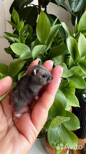 Джунгарские хомяки 3 недели